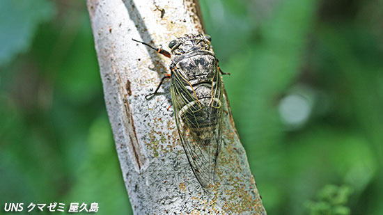 蟬クマゼミ – 上田ネイチャーサウンド