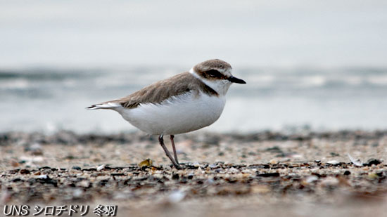 水辺鳥シロチドリ – 上田ネイチャーサウンド