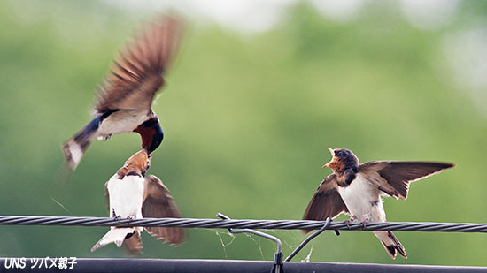山野鳥ツバメ – 上田ネイチャーサウンド