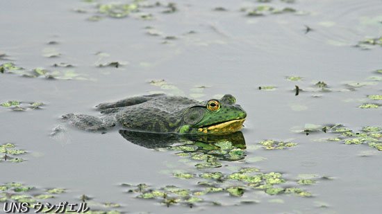 ウシガエル ウシガエル - カエル工房
