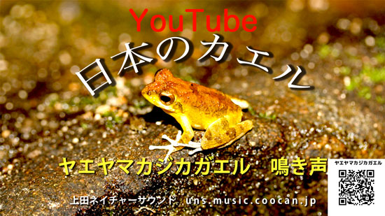 蛙ヤエヤマカジカガエル – 上田ネイチャーサウンド